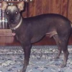 image of animal