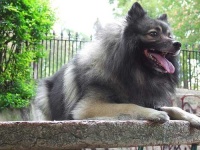 image of keeshond