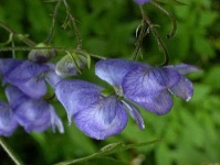 image of flower