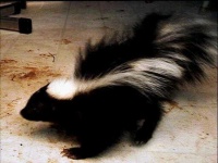 image of skunk