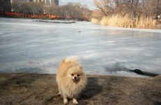 image of pomeranian