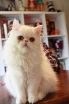 image of animal