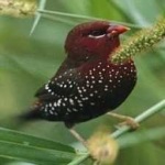 image of bird