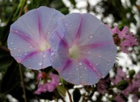 image of flower
