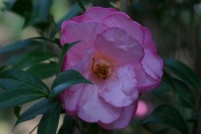 image of flower