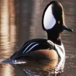 image of bird