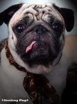 image of pug