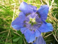 image of flower