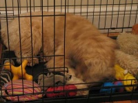 image of soft_coated_wheaten_terrier