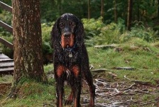 image of gordon_setter #21