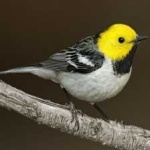 image of bird