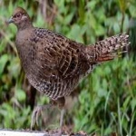 image of bird