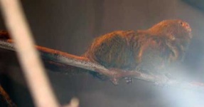 image of marmoset