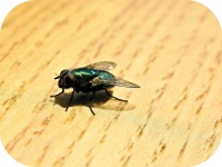 image of fly