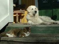 image of kuvasz