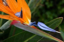 image of bird_of_paradise_flower #57