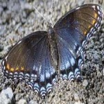 image of animal