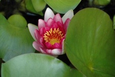 image of flower