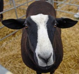 image of ram