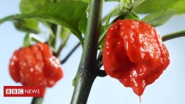 image of chilli #25