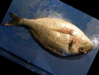 image of fish