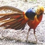 image of golden_pheasant #12