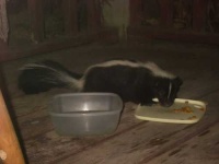 image of skunk