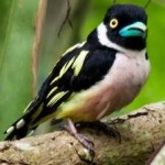 image of bird