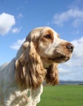 image of english_cocker_spaniel #18