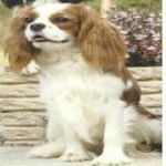 image of animal