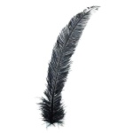 image of feather
