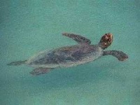 image of hawksbill