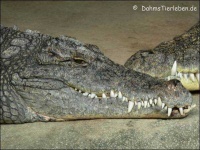 image of african_crocodile