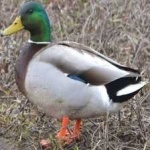 image of bird