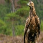 image of bird