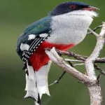 image of cuban_trogon #20