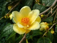 image of flower