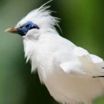 image of bird