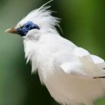 image of bali_starling #33