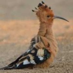 image of bird