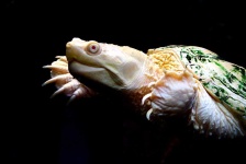 image of turtle