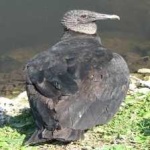 image of bird