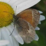 image of ringlet