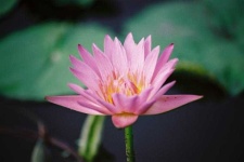 image of flower