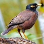 image of bird