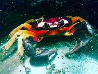 image of crab