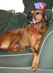 image of rhodesian_ridgeback