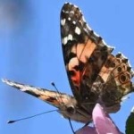 image of animal