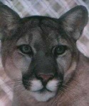 image of cougar_face