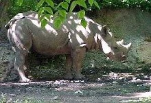 image of rhino